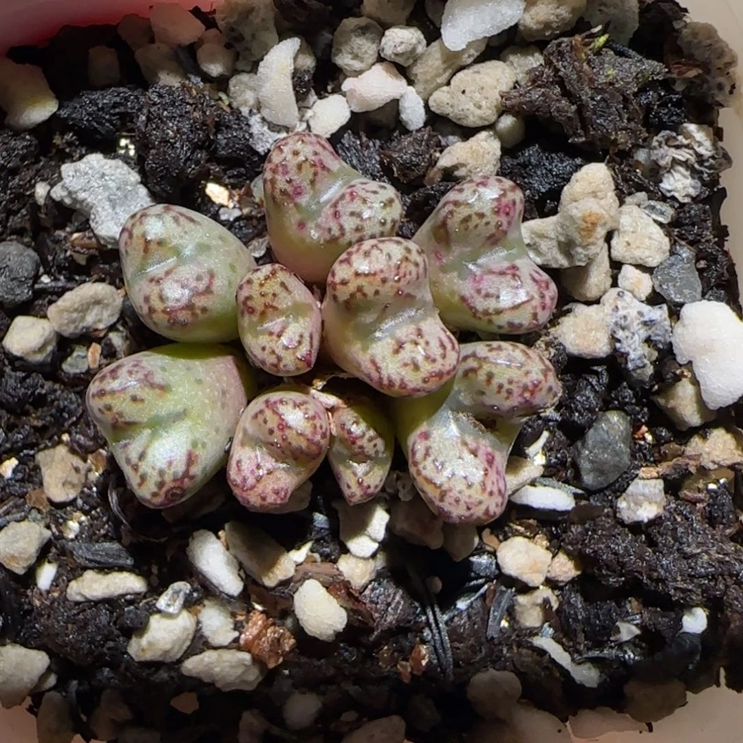 肉锥多肉植物百科25-小飞689