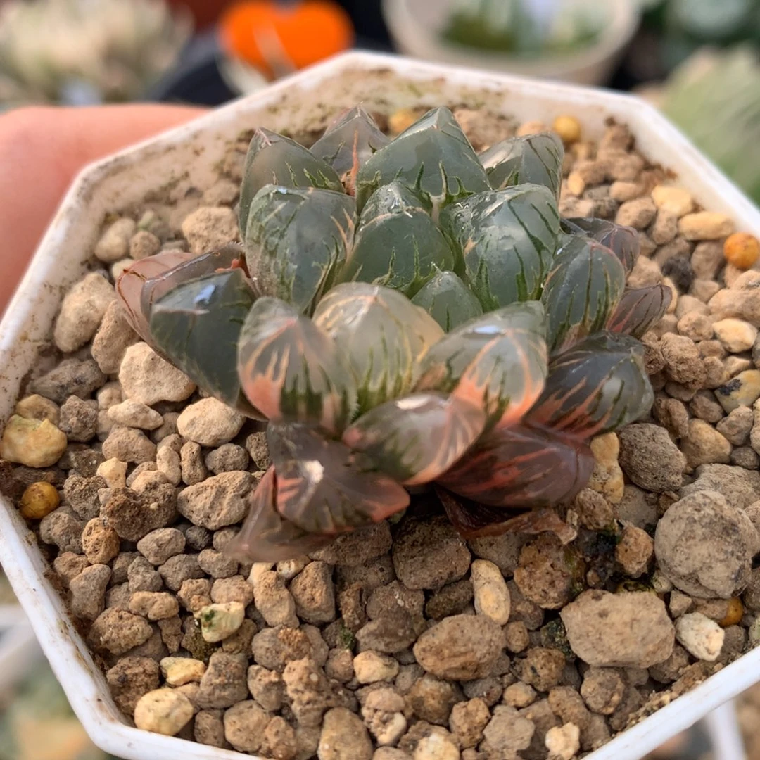 老川玉露锦，带盆一起