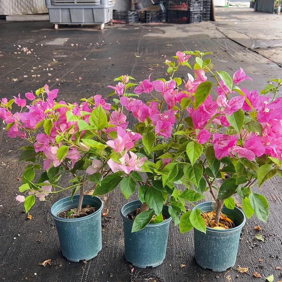 当前无花栽培后可以开花章红英掌中宝一颗