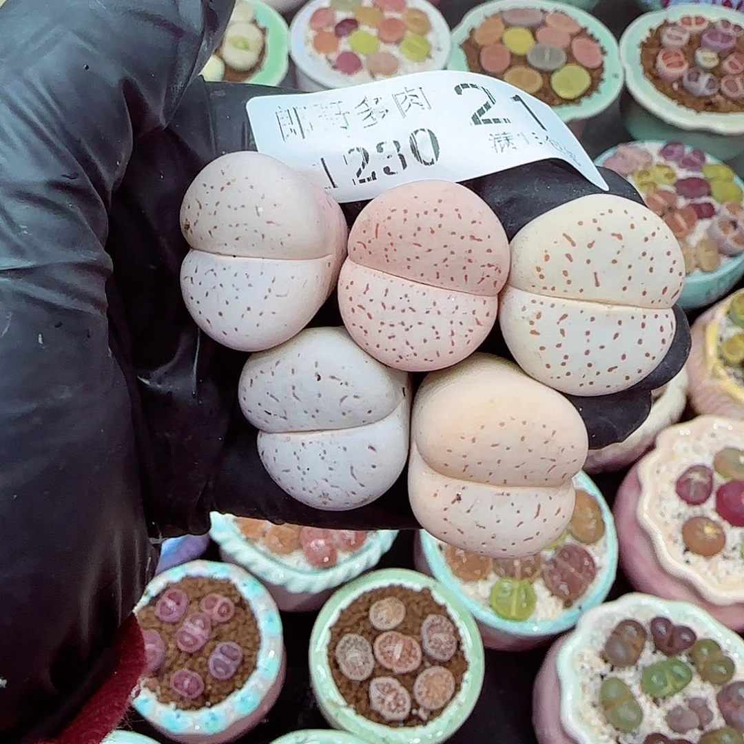 生石花满18包邮1230-21