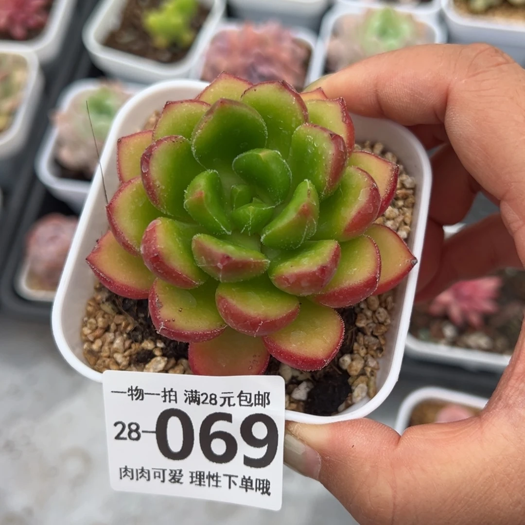 水晶卡罗尔多肉多肉多肉多肉