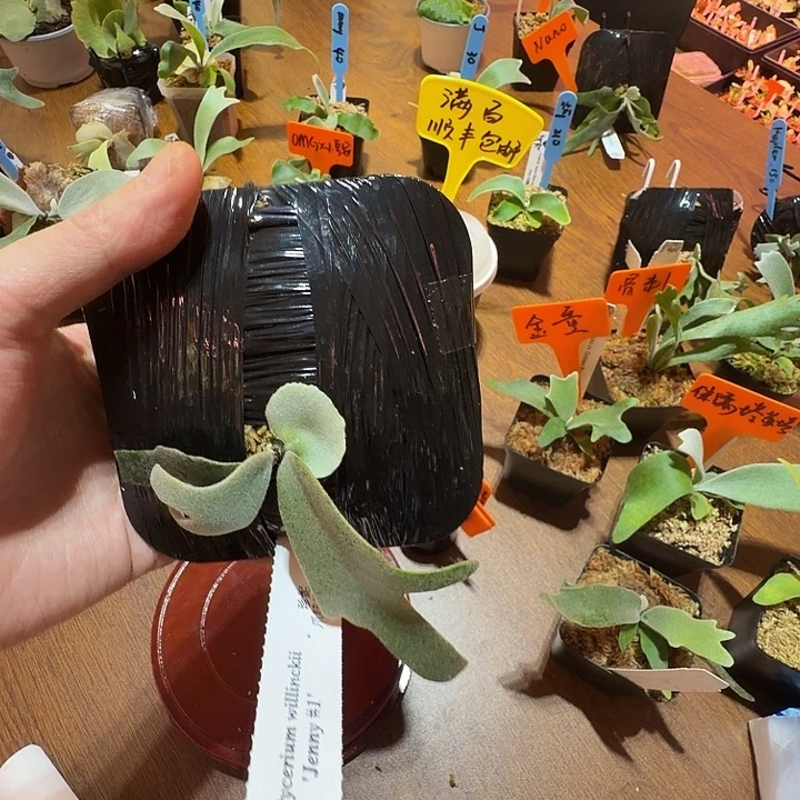 无花朵鹿野直播间竞拍珍妮