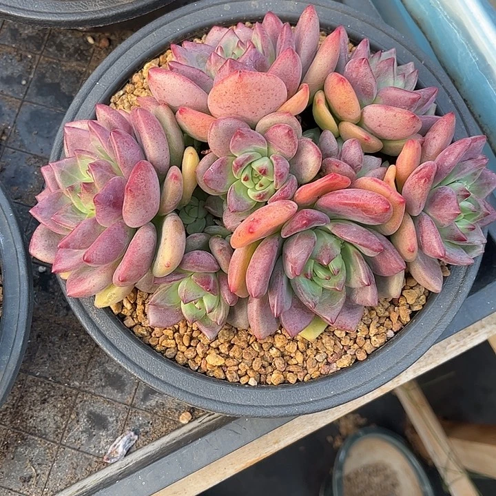 8***0多肉植物一物一拍