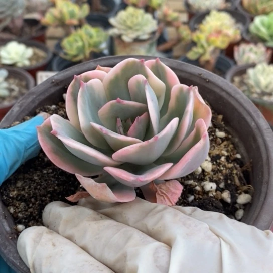 玉凤锦一一一一一一一一一