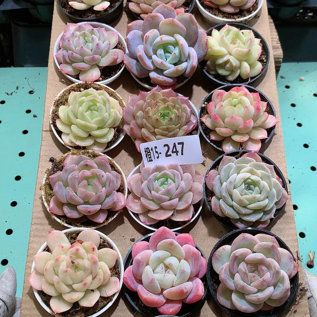 15-247一物一拍带盆18颗。