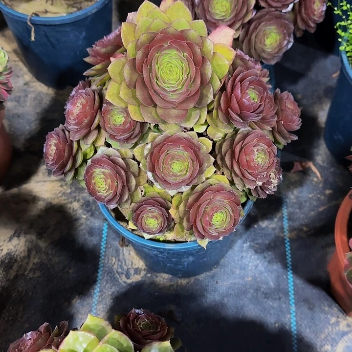 多肉植物红魔老庄