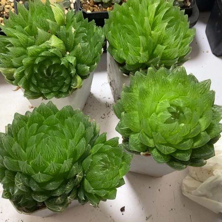 樱水晶玉露带盆土发货