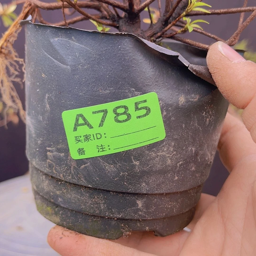 红陶直播时间一直一直