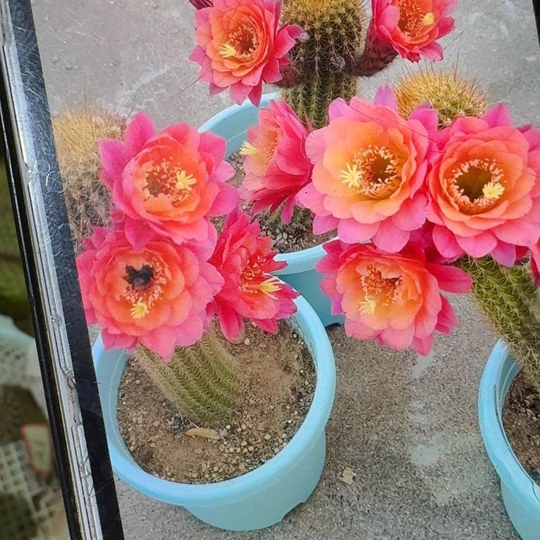 时光金妞侧芽7公分高