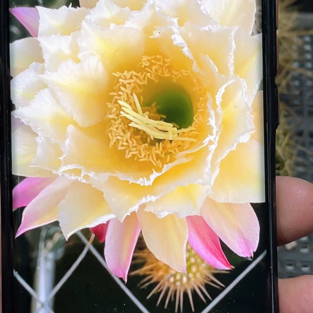 毛 3–044侧芽 歪 满20包邮5公分