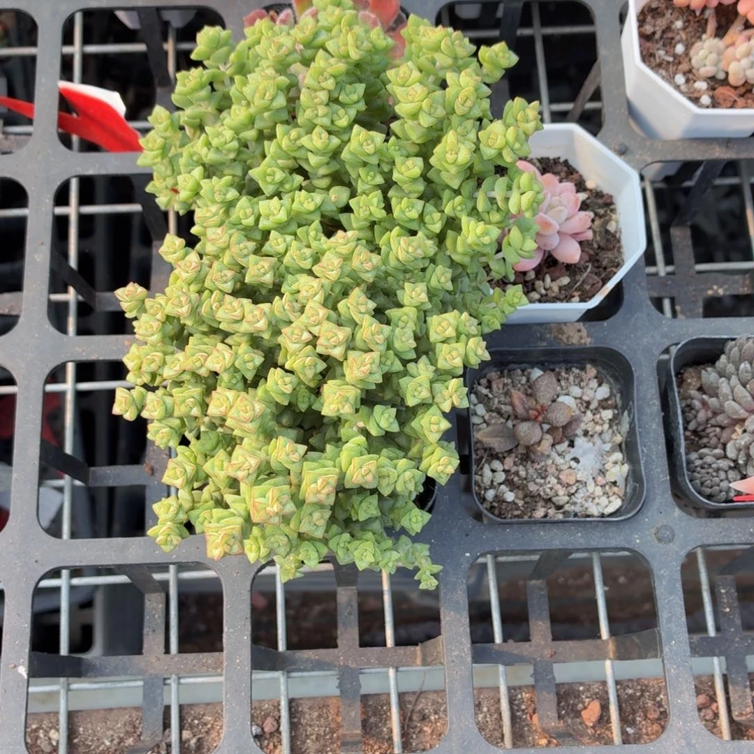 10cm小米星多肉9.9包邮发货