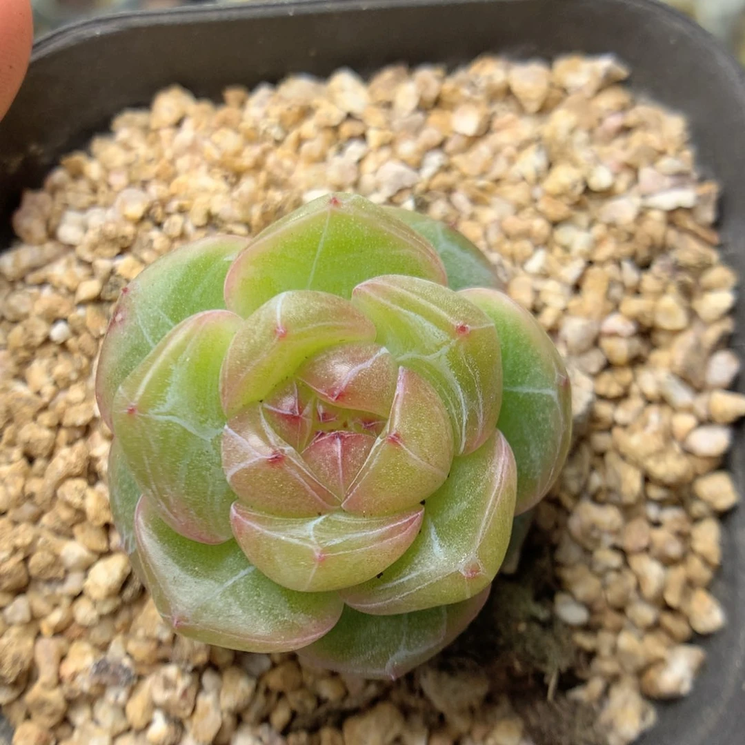 W174优选珍妮y y y y y y y y