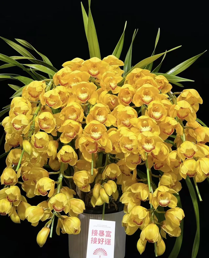 黄金岁月大花蕙兰盆栽一米二--一盆  实物以直播间展示为准