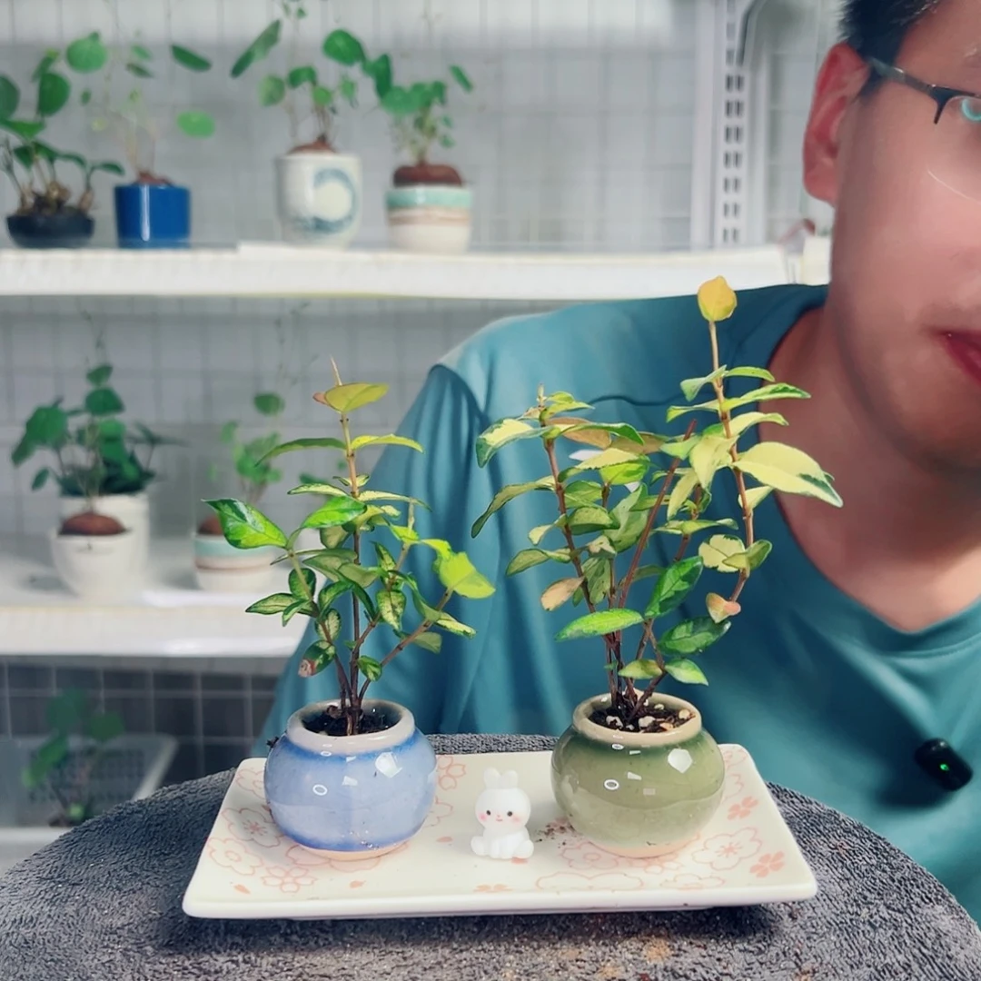 随***成无花朵32