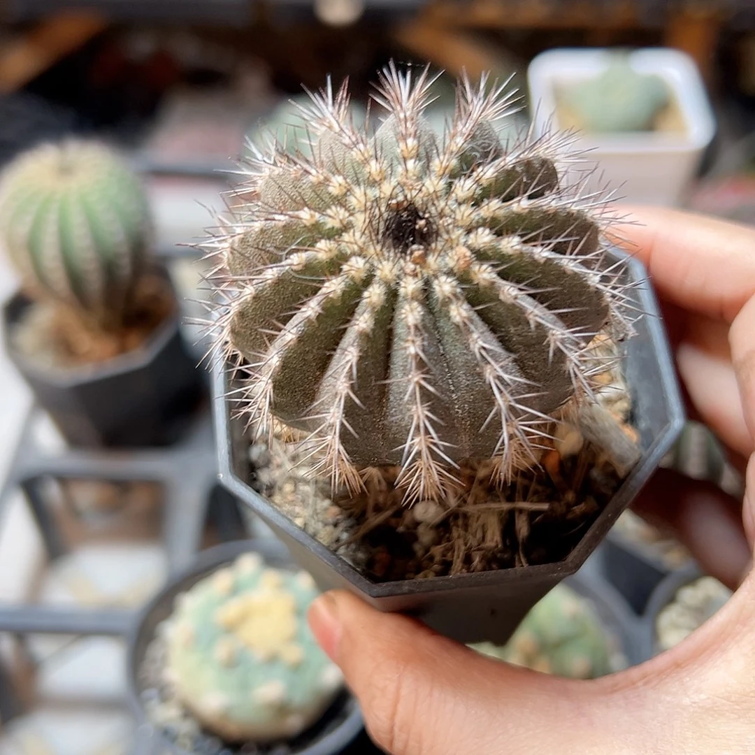 实生紫皮尤伯球4.9公分带盆