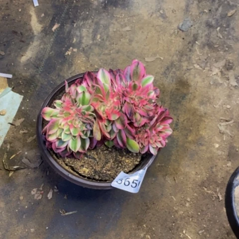 荔枝多肉植物3650