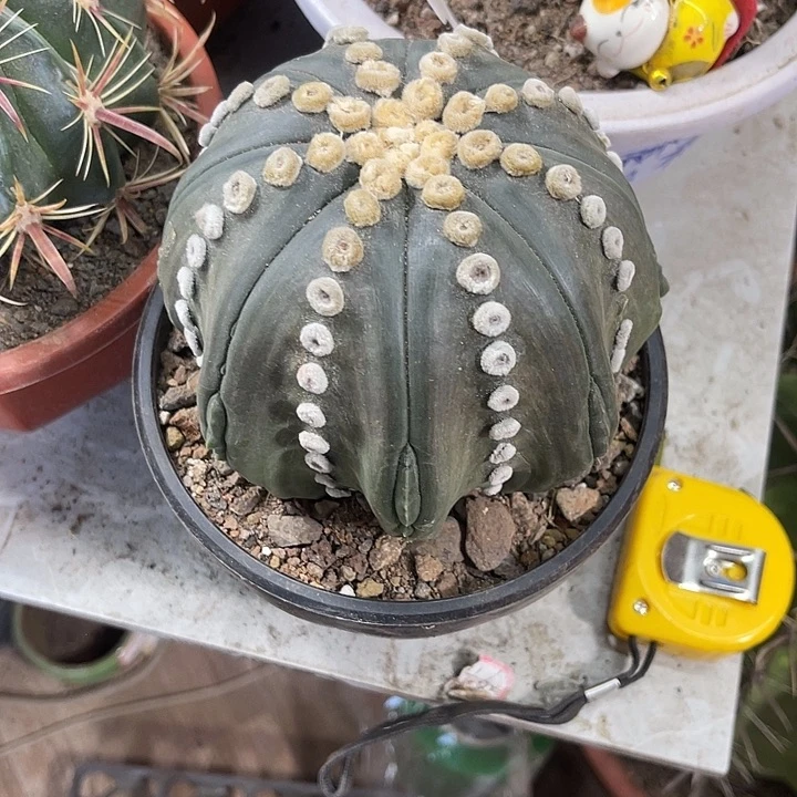 仙人球开花仙人球上