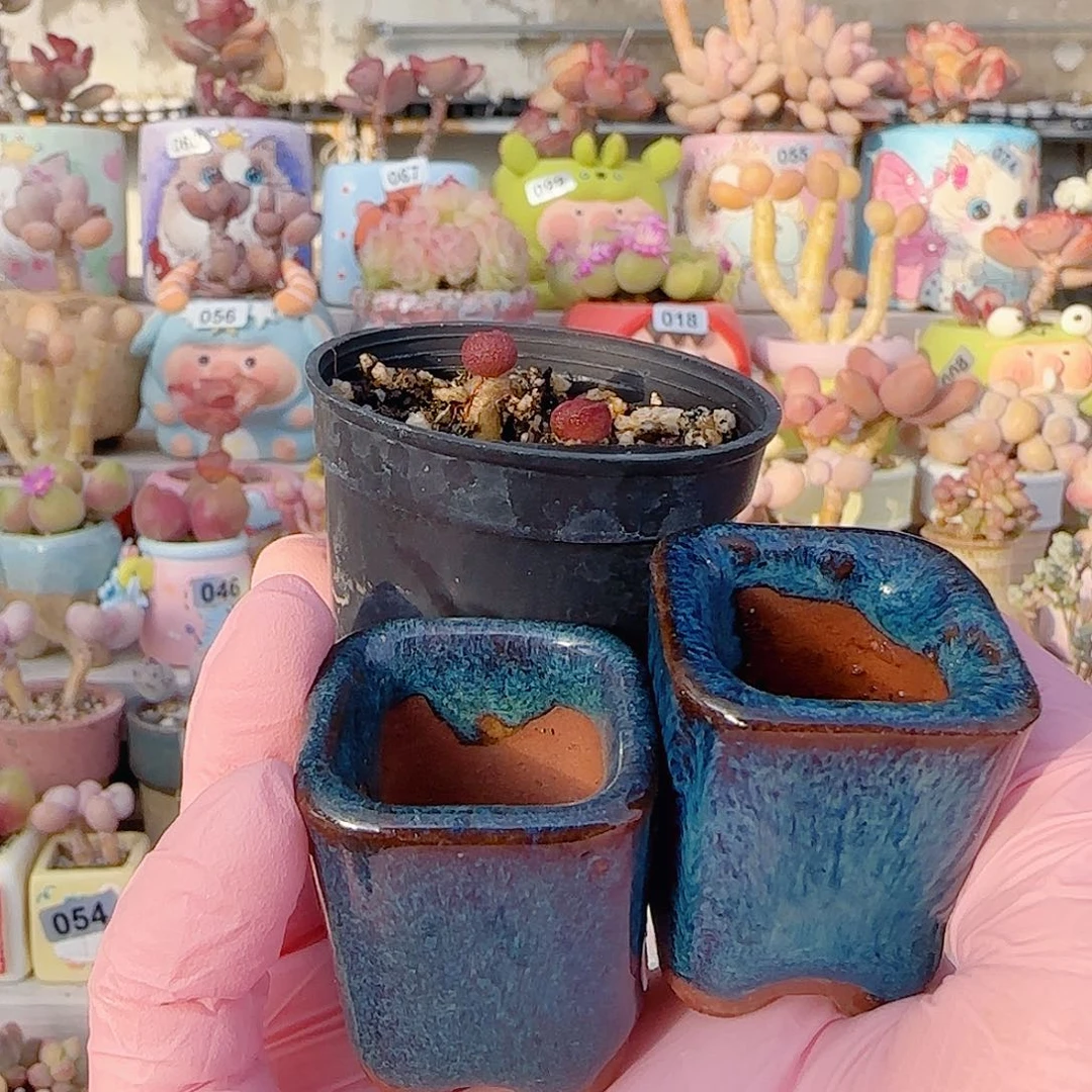 小****小红嘴 分开种两个盆