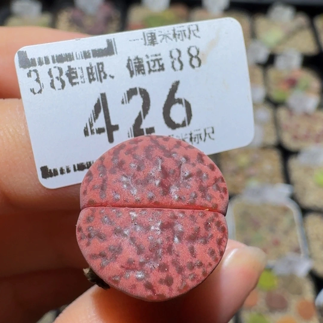 尖****Ssss精品生石花426