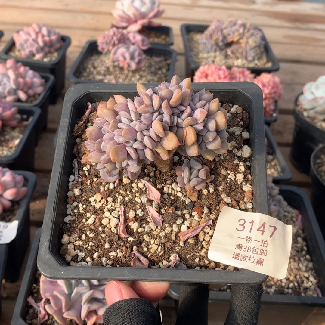 8厘米小树雪精灵缀多肉3147