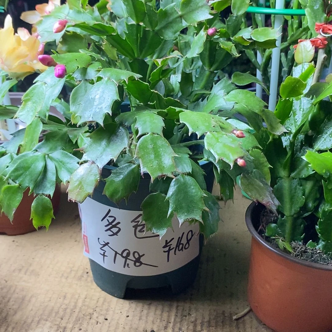 全部花朵多色老庄福利