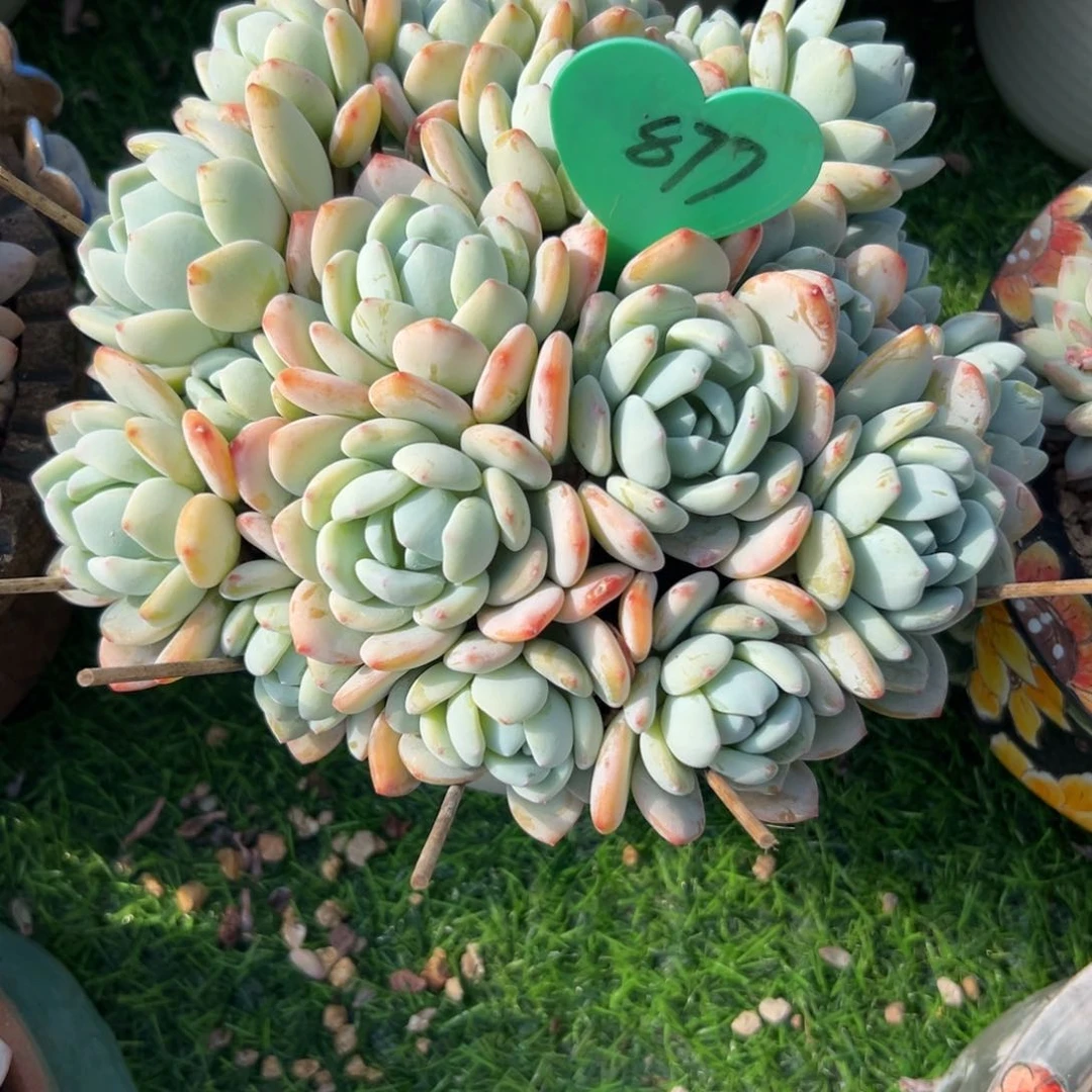 ?****i多肉植物一物一拍