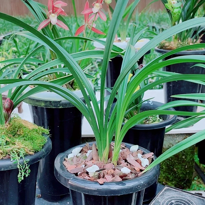 临***颍完全开放一物一漂亮开花