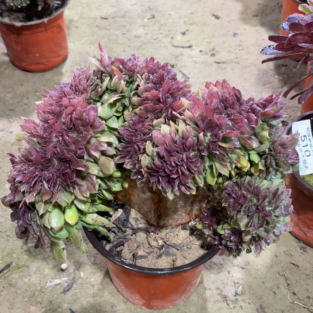 510万圣节缀化多肉植物