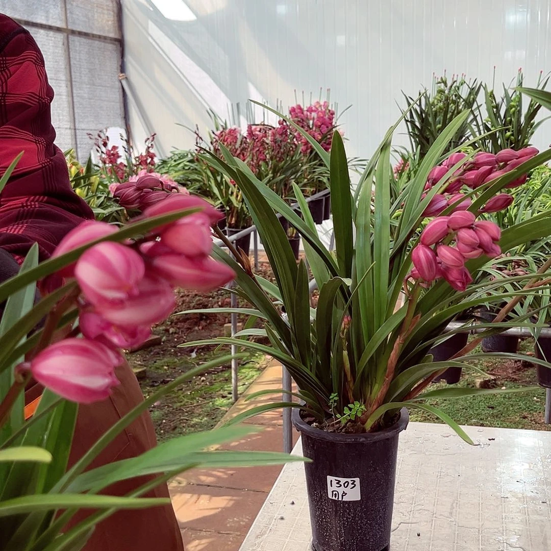 大部分花苞少量开放卓玛1303