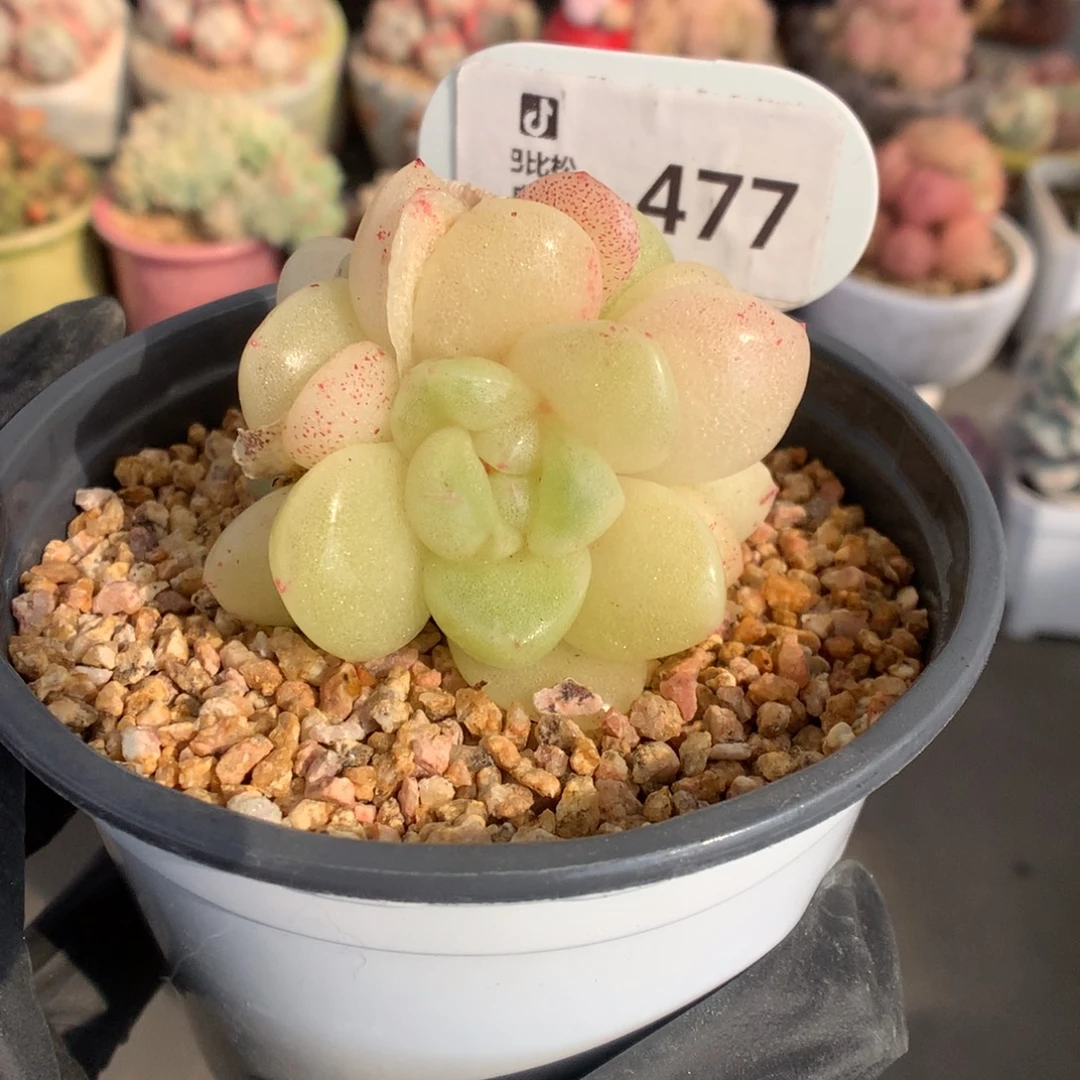477 冰玉石化新年快乐