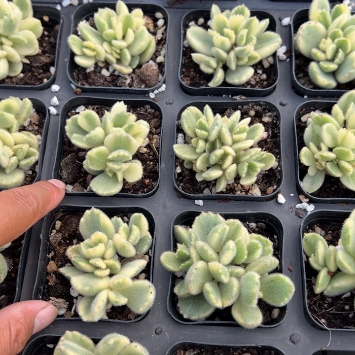 白熊有砍一颗一颗量拍多肉满20元包邮满26送一颗下午发