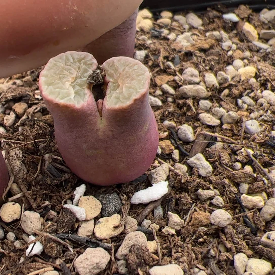 无**治0933号 磁铁 多肉植物