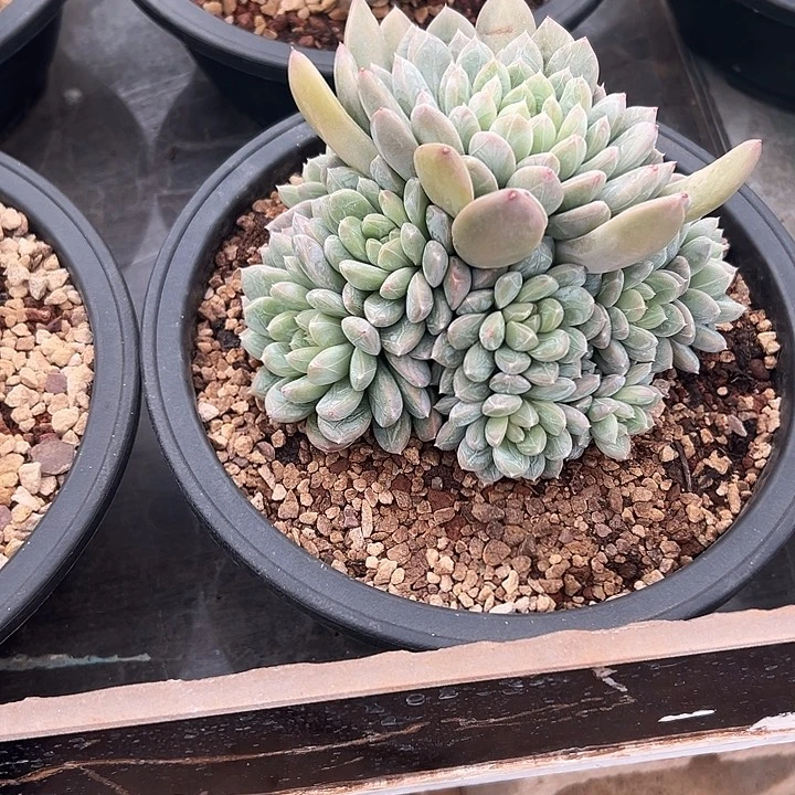 百达翡翠群生手捧多肉