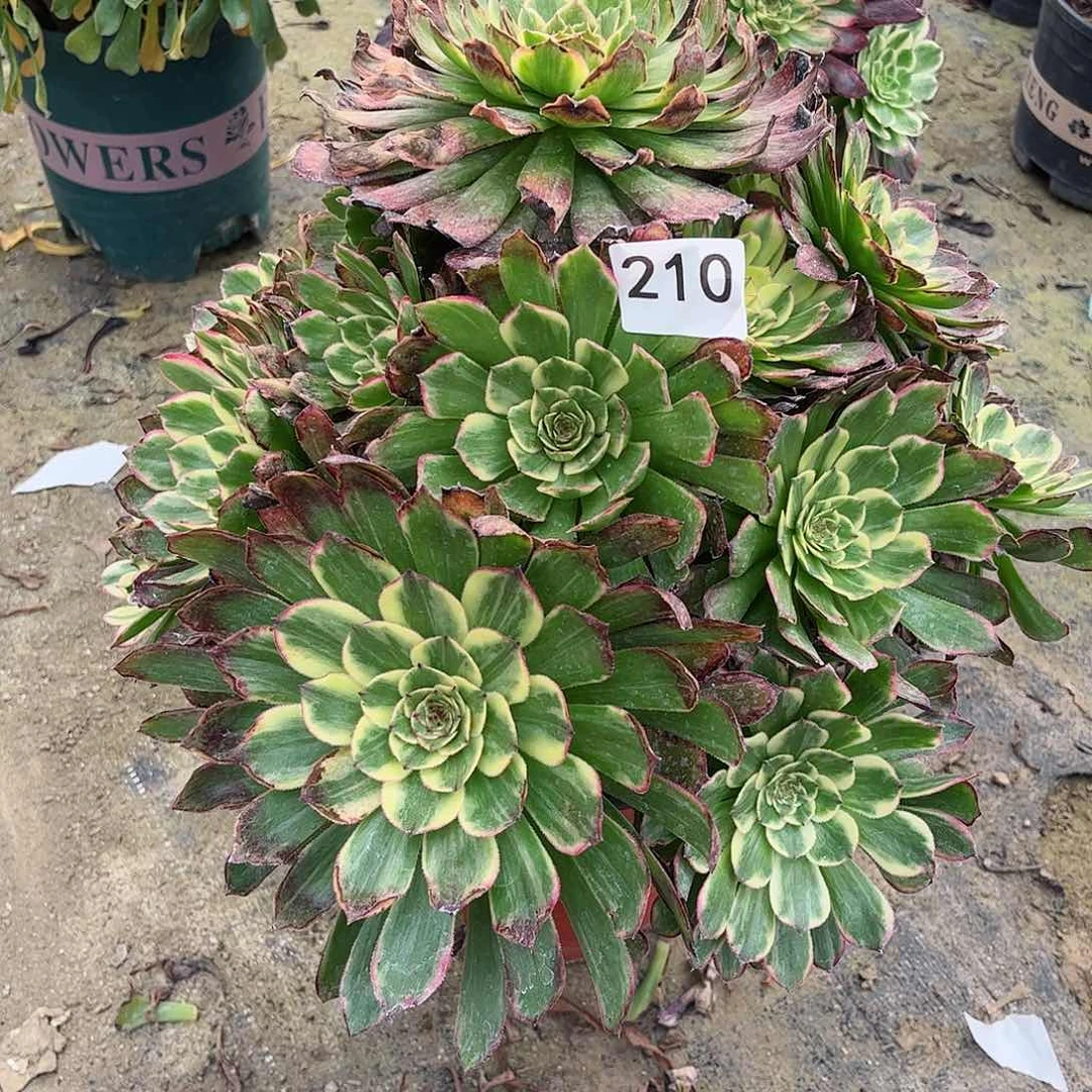 多肉植物嫦娥210