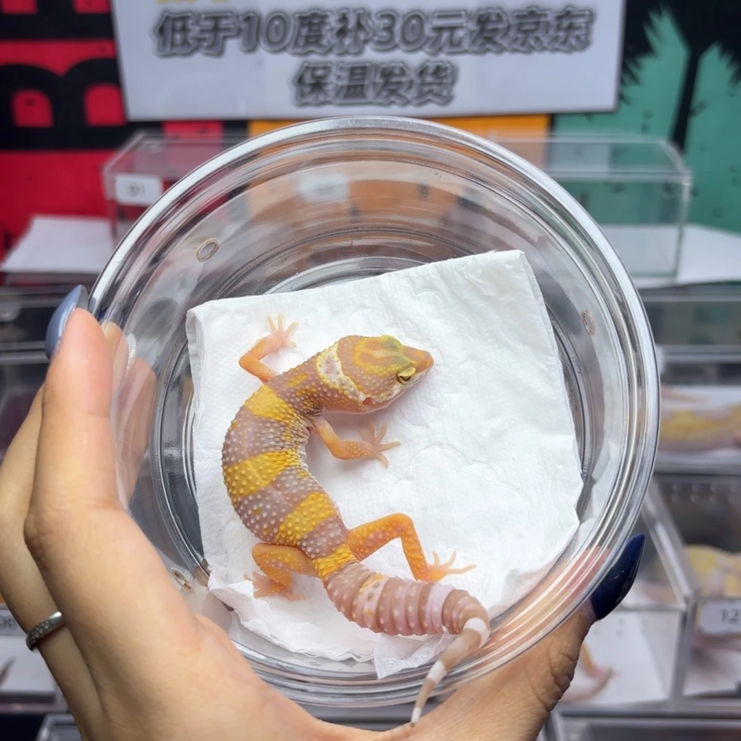 豹纹守宫川普橘白母P83