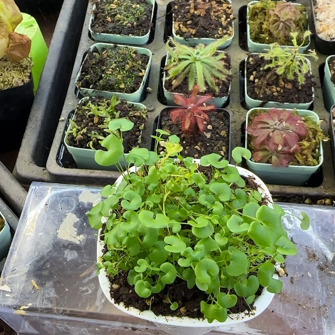 完全开放大肾叶交荷叶