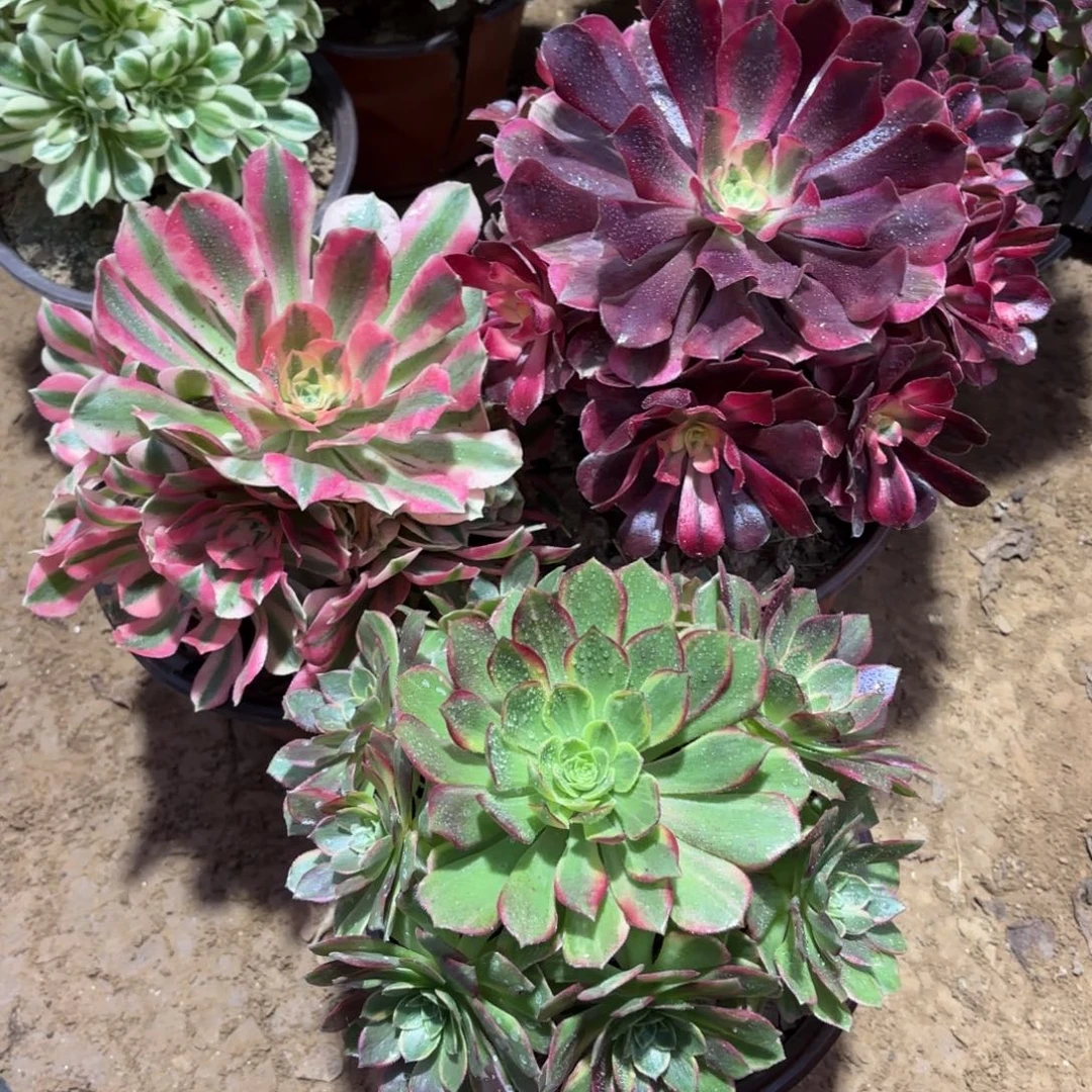 美杜莎粉女巫万花筒22.8