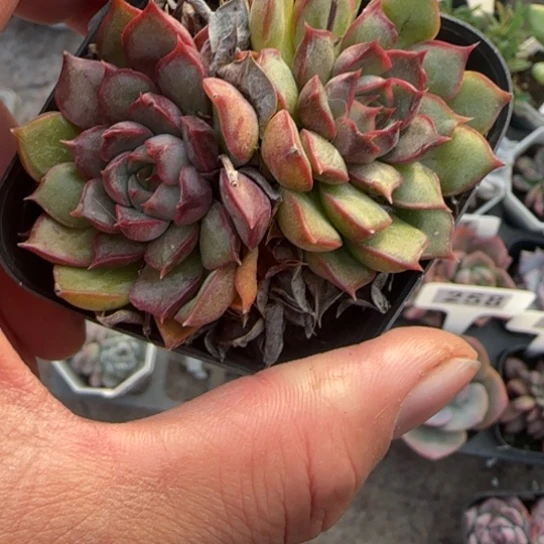 90粉色特斯拉多肉