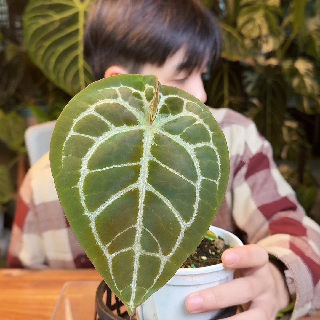 完全开放J73红铜杂米歇尔