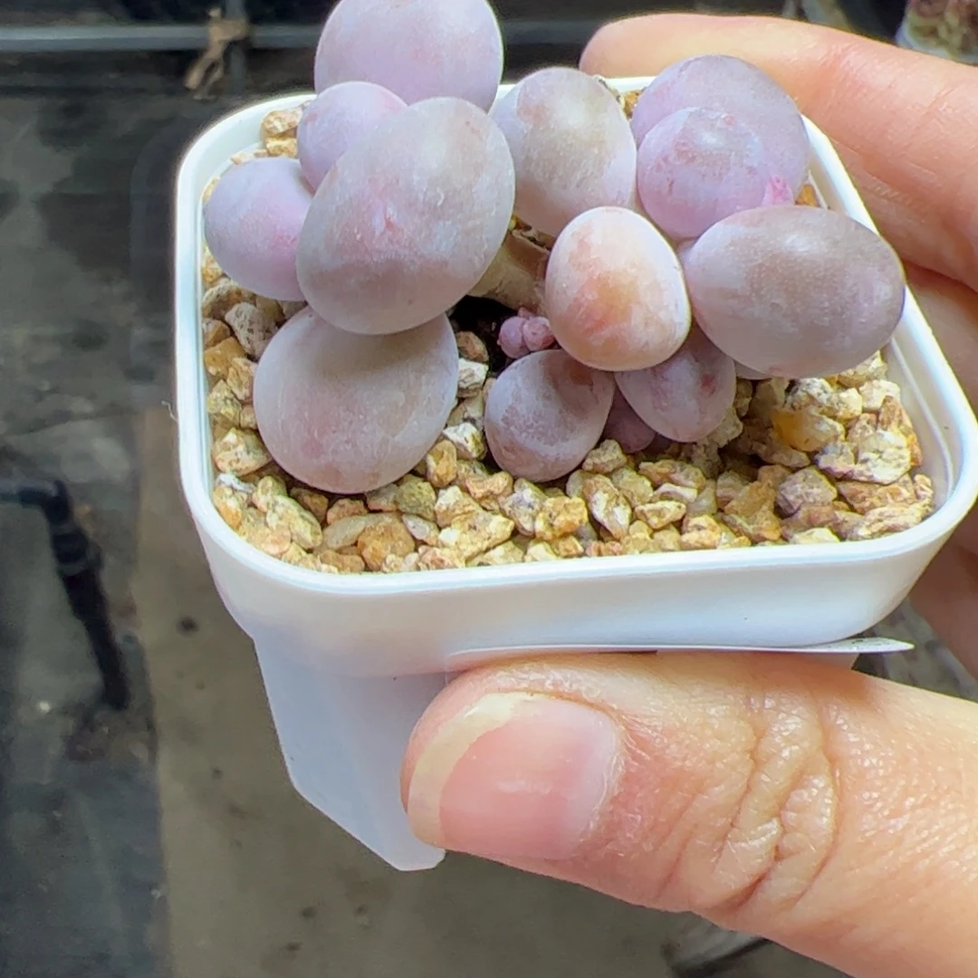 181 多肉植物组合盆栽