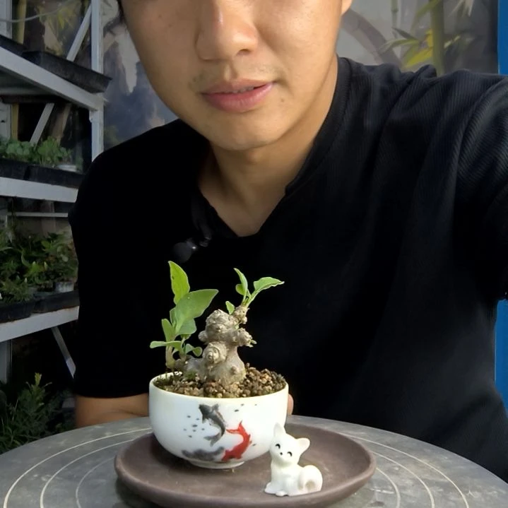 初*中青园艺一物一拍276