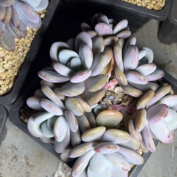 啦啦奶群生多头多肉