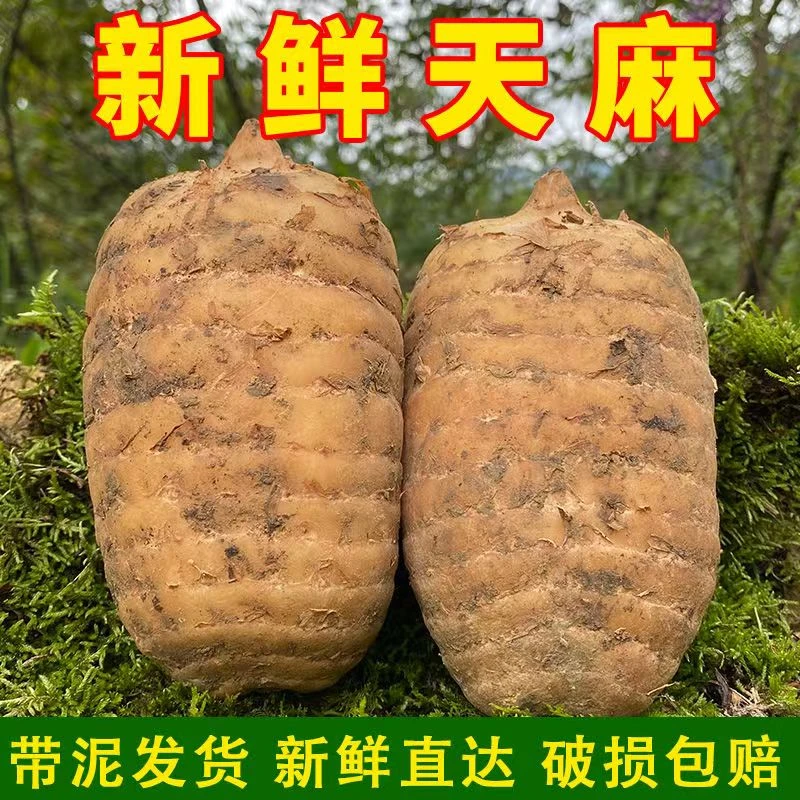 云南昭通小草坝天麻带泥现挖新鲜可煲汤泡酒正宗仿野生天麻