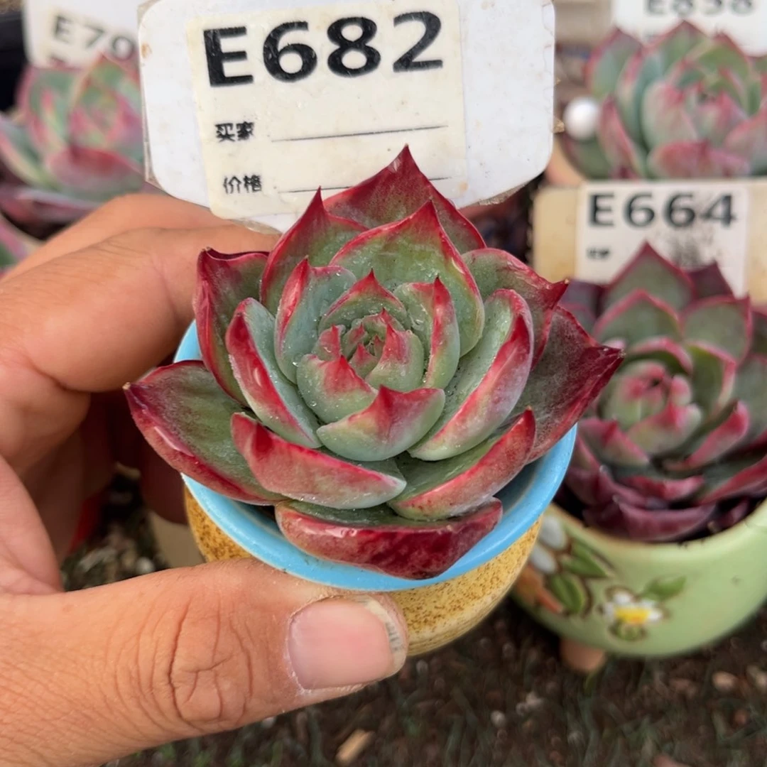 惊鸿一瞥682岁多肉