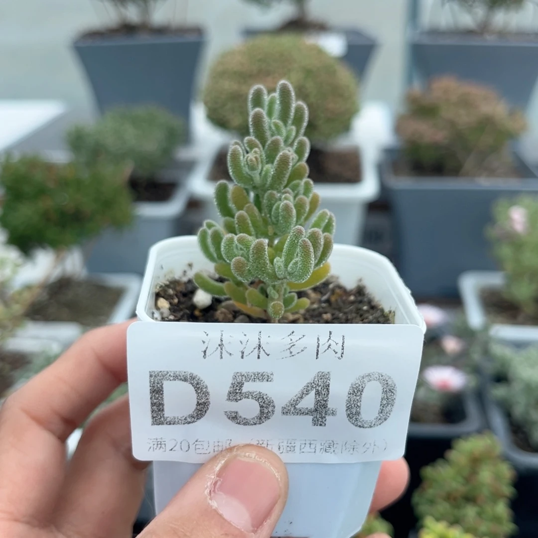 540冰晶杂枝干番杏