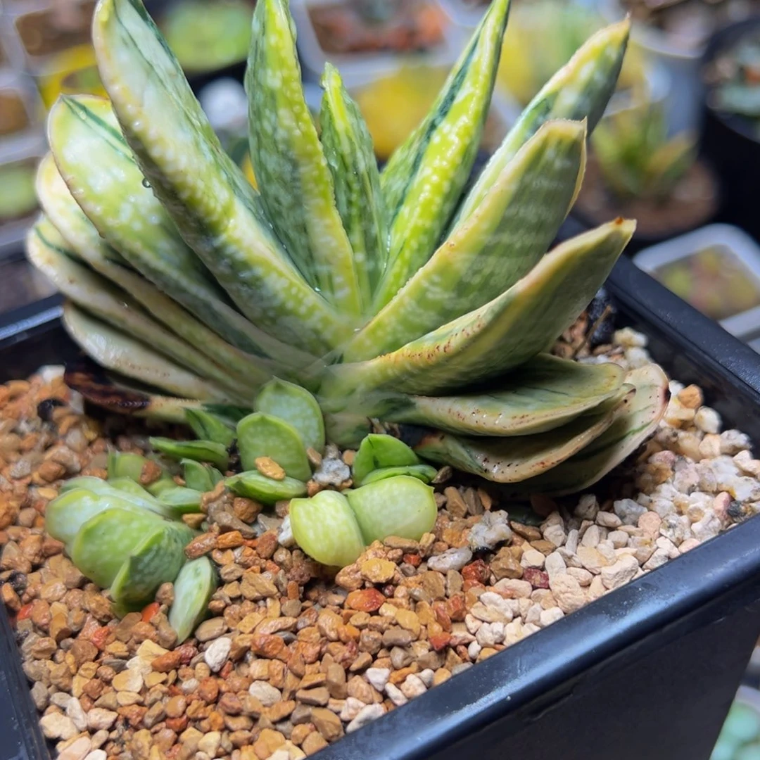 小***糊紫宝锦群多肉植物百科