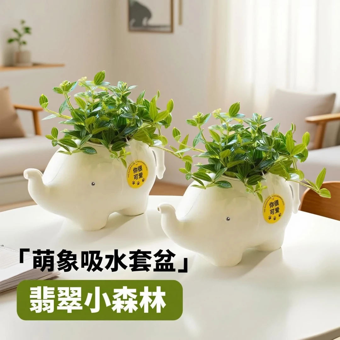 钻石翡翠盆栽吊兰藤类客厅室内绿植好养活四季常绿净化空气植物