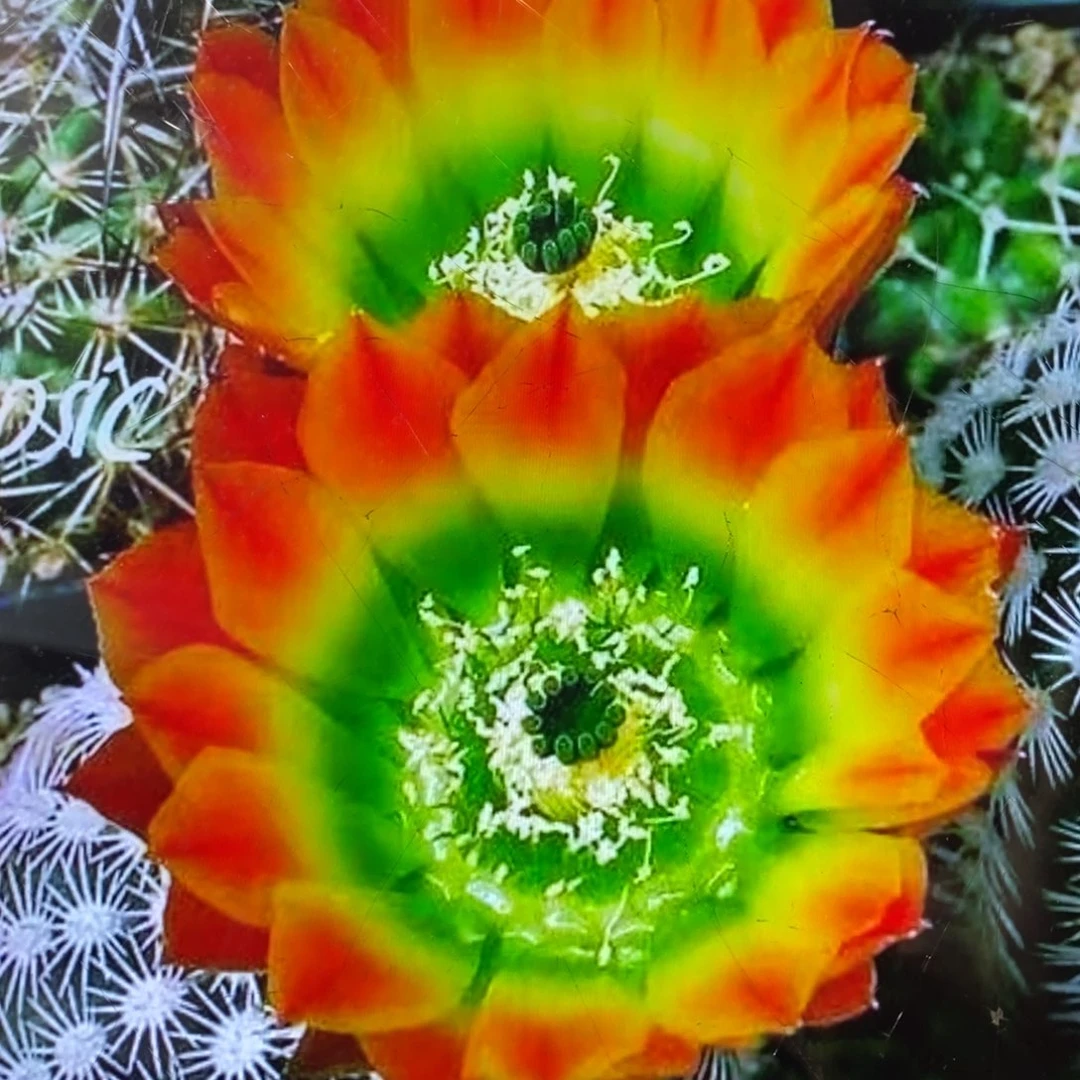 进口皇冠虾侧芽一个