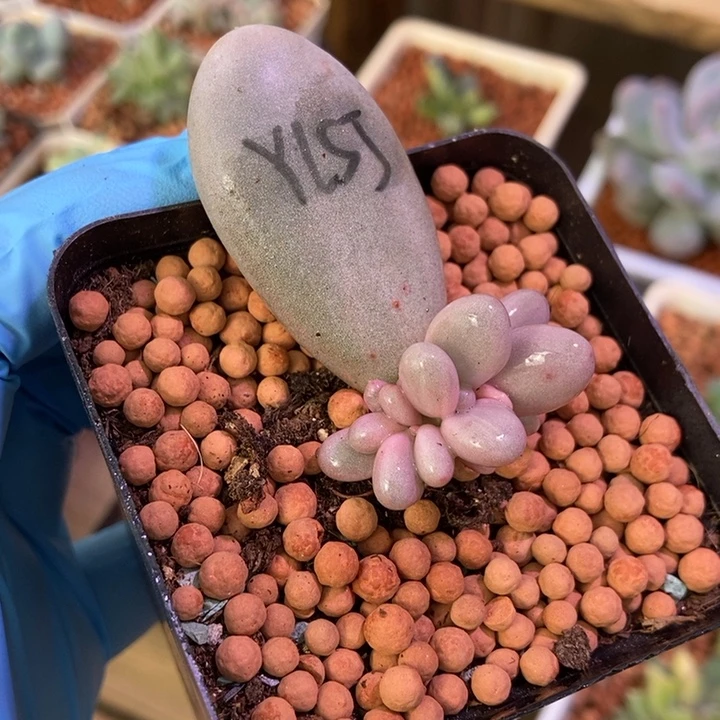 月亮石奶酪锦多肉植物