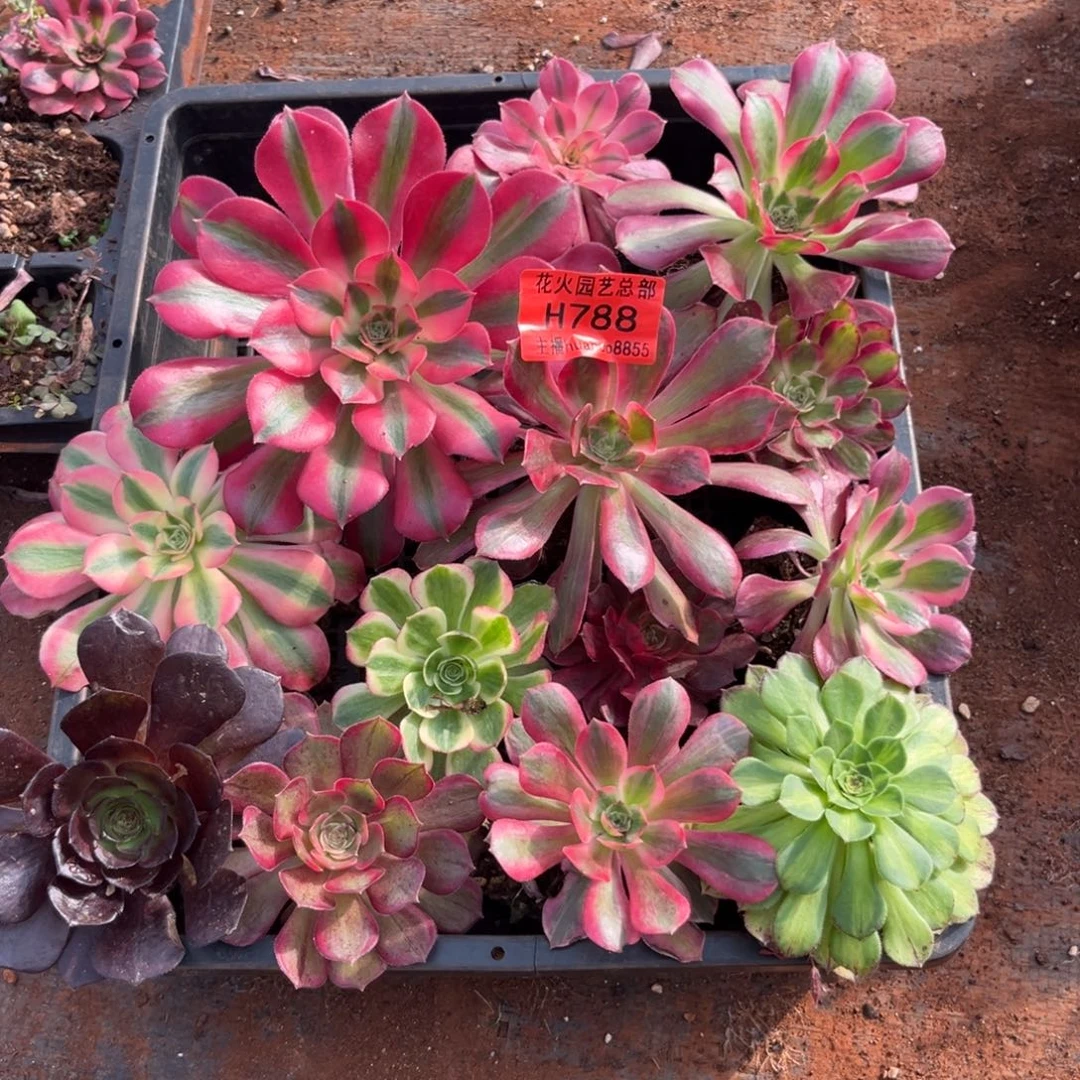 框拍788多肉植物法师